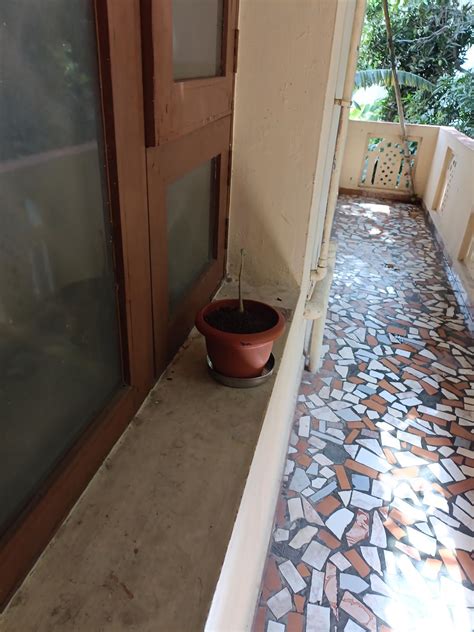 Entacloo_Desert plantGardens Adenium Grafted Live Desert Rose (Red ...