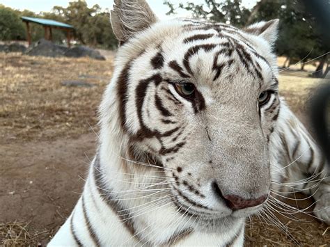 White Bengal Tigers