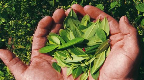 Dónde se concentran los cultivos de coca en Colombia - Semana