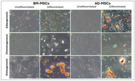 Biomedicines | August 2024 - Browse Articles