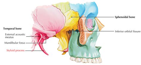 Image result for Styloid Process of Temporal Bone Attached