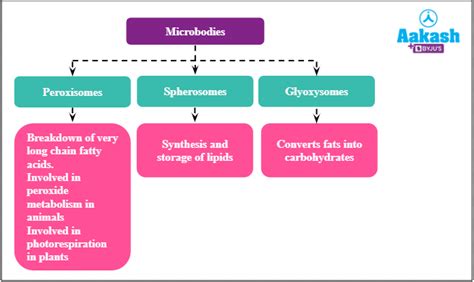Microbodies in Biology: Definition, Types and Importance | AESL