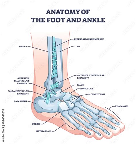 Anatomy of foot and ankle with skeletal bone structure outline diagram ...