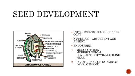 Seed Development 的图像结果