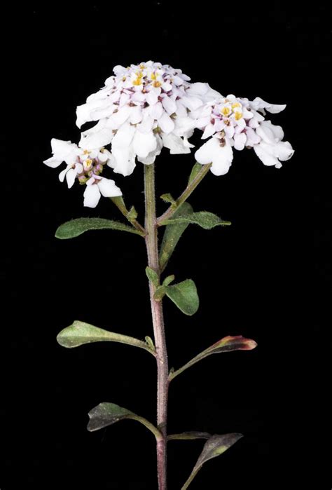 Iberis carnosa Willd. | Plants of the World Online | Kew Science