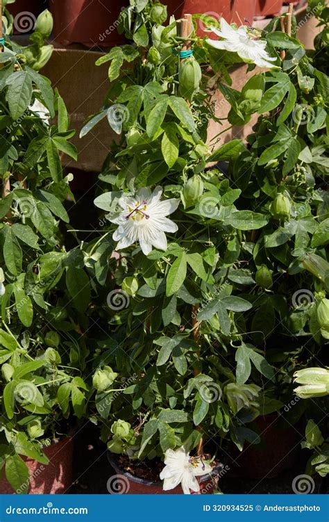 Passiflora, Passion Vine Plants with White Flowers Stock Image - Image ...