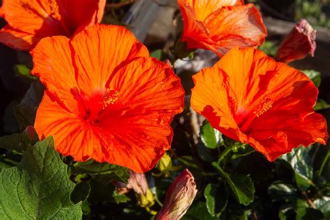 Tropical Hibiscus: Plant Care & Growing Guide