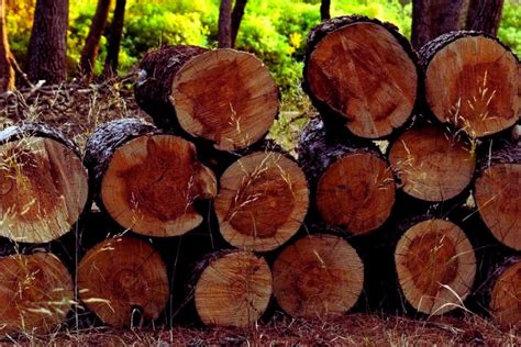 Uttarakhand timber scandal: 3,500-page chargesheet exposes alleged ...