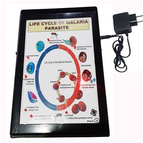 MELODY's Life Cycle of Malaria Parasite Low Cost Teaching Aid (LOCTAS ...