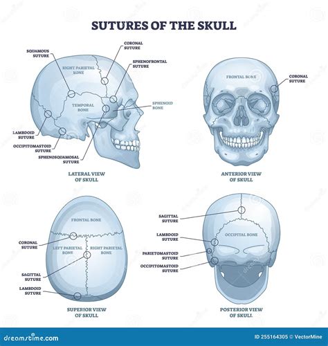 Sutures Of The Skull