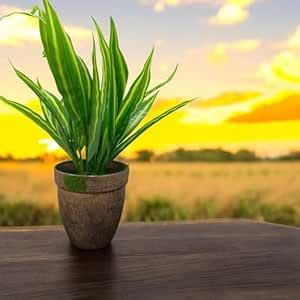 Buy DN Enterprises 35cm Artificial Bonsai Plants with Wooden Pot | Fake ...