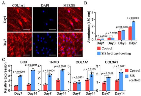 Enhancement of Tendon Repair Using Tendon-Derived Stem Cells in Small ...