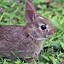 Image result for Baby Bunny Tail
