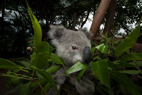 What Plants Do Koalas Eat at Eula Garcia blog