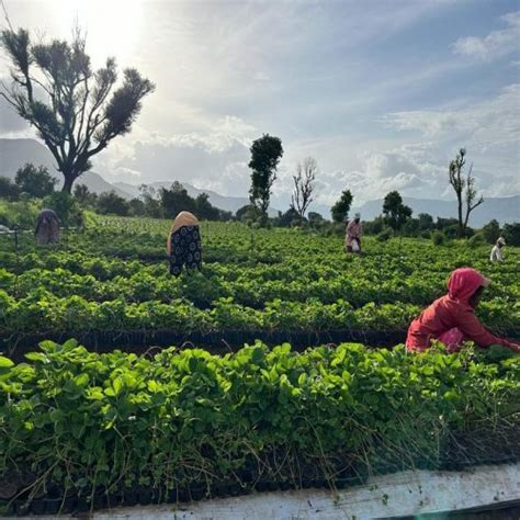 Vikram Enterprises - Nabila Strawberry Plants Manufacturer Supplier ...