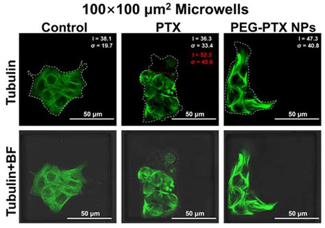 PEGylated Paclitaxel Nanomedicine Meets 3D Confinement: Cytotoxicity ...