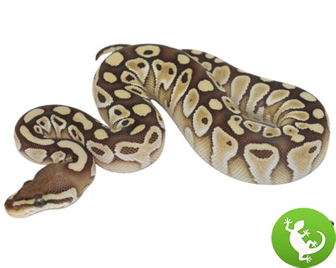 Image result for Female Lesser Ball Python