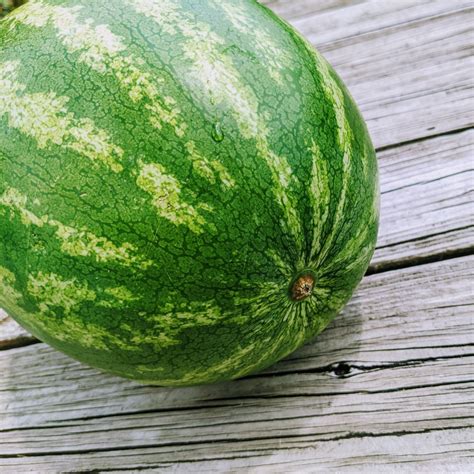 When to Harvest Watermelon: How to Tell if a Watermelon Is Ripe - Bunny ...