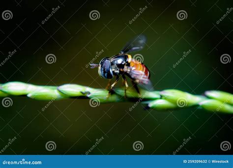 Closeup of a Buzzing Insect Standing on a Green Grass Stock Photo - Image of environment, wing ...