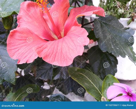 Jasmine Lily Mogra White Flowers in Rainy Season Freshness Buds Plants ...