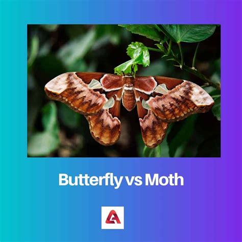 Butterflies And Moths Fear at David Masterson blog