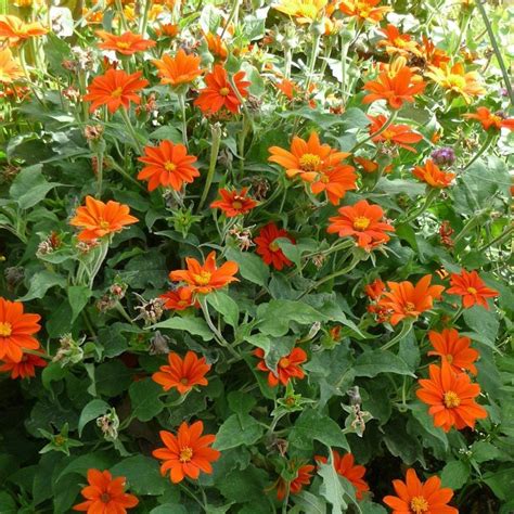 Tithonia Mexican Sunflower – summer–monsoon blooms (Greesm–Varsha)
