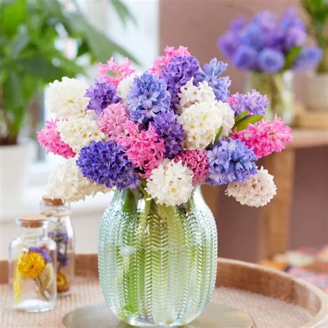 Blooming Beauty in a Pot: Lasagna Bulb Planting Guide