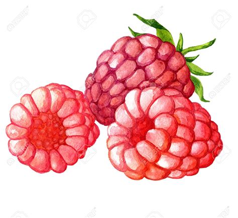 Raspberry Drawing at GetDrawings | Free download