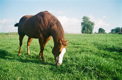 Optimize Grass Management for Successful Horse Breeding - Equestriguide