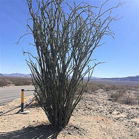 OCOTILLO PATCH (2025) All You Need to Know BEFORE You Go (with Photos ...