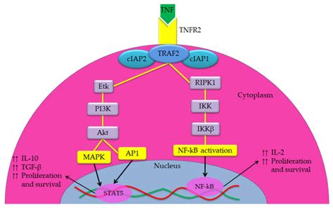 Synergistic Effects of Nanomedicine Targeting TNFR2 and DNA ...