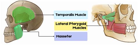 Muscles of Mastication: The Power Behind Your Bite – Medi Study Go