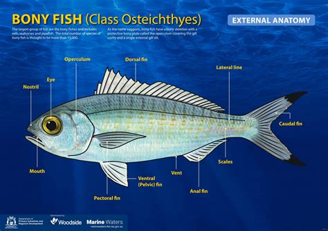 Poster: Bony Fish - External Anatomy (simple) • Department of Primary Industries and Regional ...