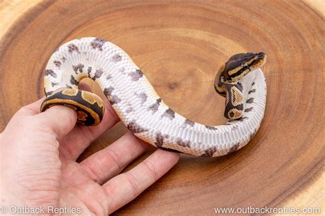 Image result for Za Reptiles Ball Python