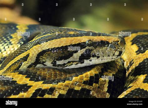 Image result for Python Bivittatus