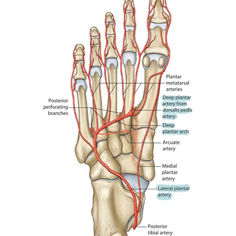 Dorsalis pedis artery