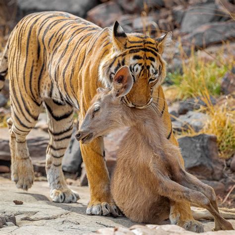 Meat Eating Tigers at Gemma Oconor blog