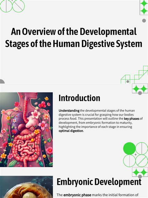 Image result for Development of Digestive System Questions