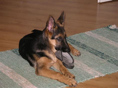 Kutsikate ja noorkoerte võistlus !, Vasula, Tartumaa, Estonia, 13 ...