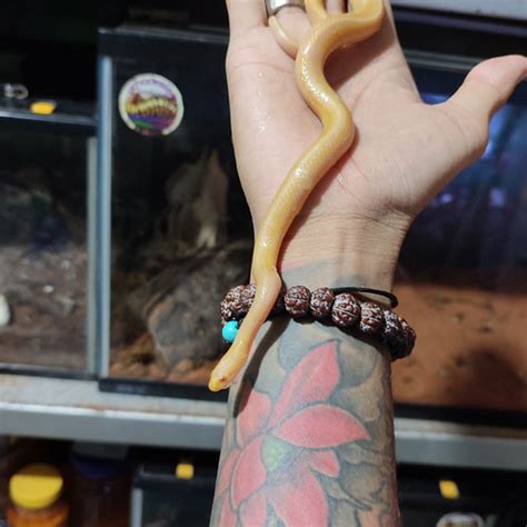 Jual enhydris albino/kadut - Jakarta Utara - uchadesliva | Tokopedia