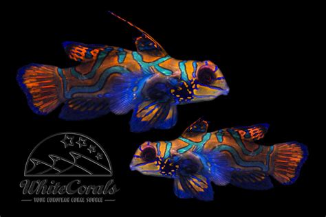Synchiropus splendidus - Mandarin Dragonet (Pair) - buy online