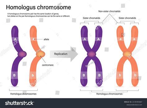 Homologous Chromosomes And Sister Chromatids