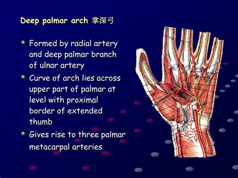 PPT - Regional Anatomy of Upper Limb: The Anterior Region PowerPoint ...