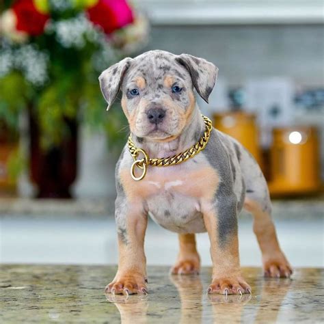 Phantoms Son Ghost: Then and Now