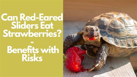 Can Red-Eared Sliders Eat Strawberries: Clear Benefits+Risks