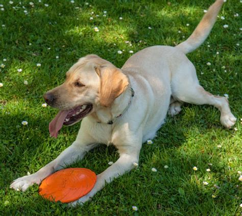 Hundefutter in Bio-Premium-Qualität | Naturkost-BlogNaturkost-Blog