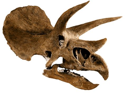 Череп Triceratops horridus