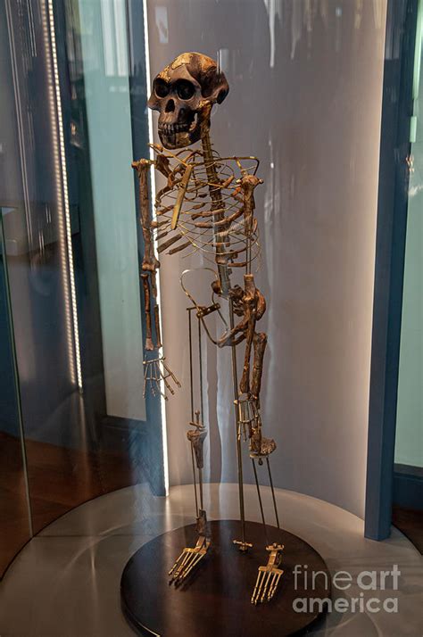 Image result for Australopithecus Skeleton