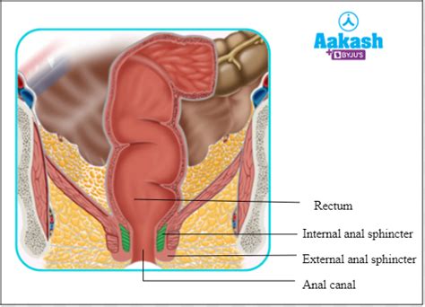 Alimentary Canal Structure, Buccal Cavity & Intestine | AESL