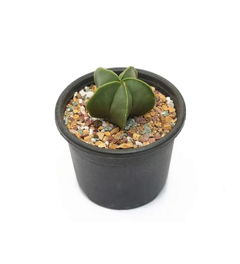 Exotic Rare Plants Seedlings India Live Plants Indoor | succulent ...